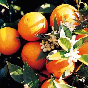 Las naranjas típicas de Alcanar
